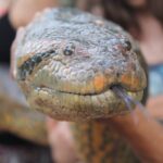 En stor, mønstret anaconda-slange i amazonas junglen.
