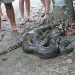 En stor, mønstret anaconda-slange i amazonas junglen.