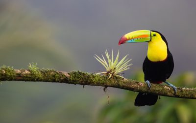 costa-rica-foto-unsplash-zdenek-